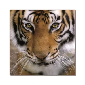Tiger | Printed Picture