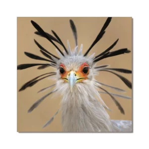 Secretary Bird | Printed Picture