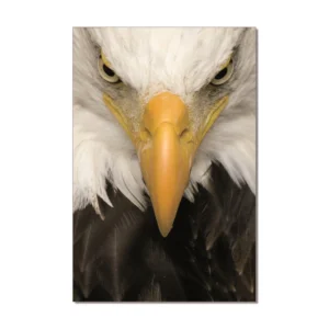 Eagle | Printed Picture