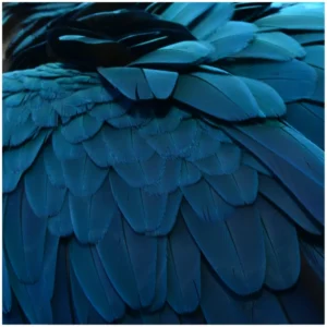1000 X 1000 | Blue Feather Printed Photo